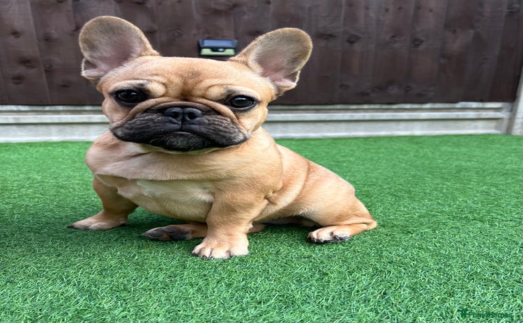 French Bulldog dogs - Advert 10