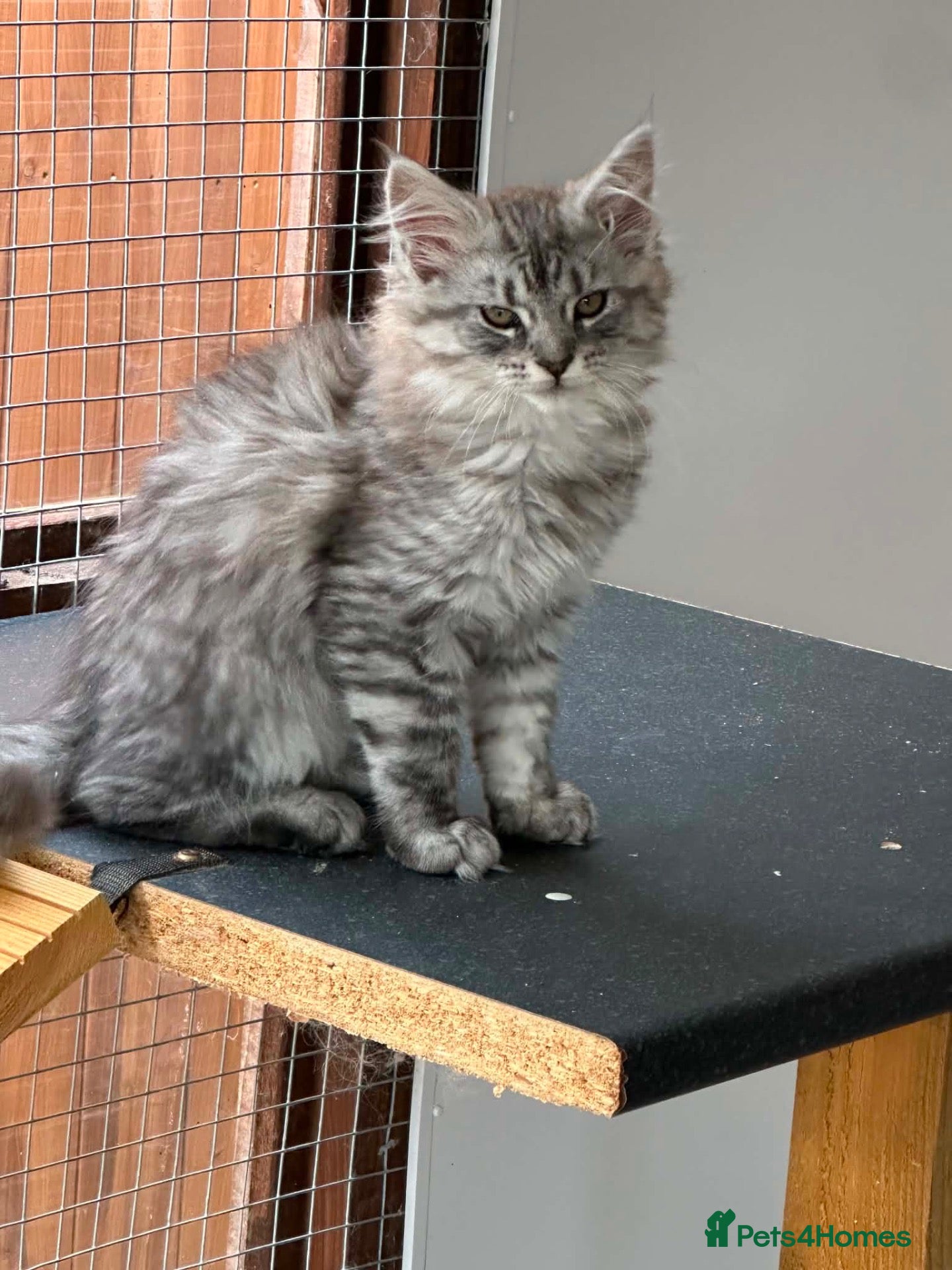 Maine Coon cats 4 x Maine coon kittens for sale - Advert 1