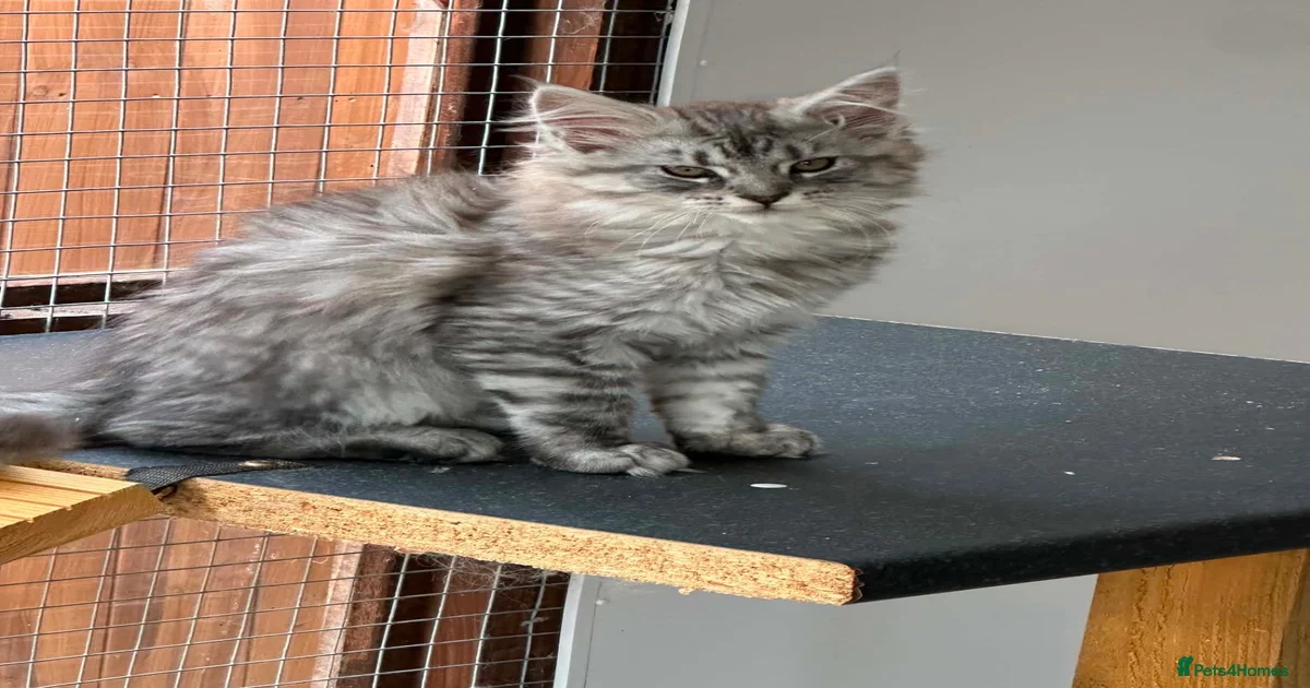 Maine Coon Kittens for sale in Bathgate, West Lothian | Pets4Homes