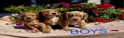 Cockapoo dogs for sale: Hereditary Clear F1 Cockapoos in Doncaster - Advert 7
