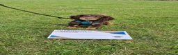 Cocker Spaniel dogs for sale: Liver (Chocolate) Working Cocker Spaniel Puppies  in Stourbridge - Advert 16