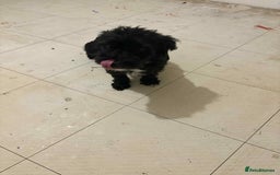 Mixed Breed dogs for sale: Miniature poodle cross terrier - Image 2