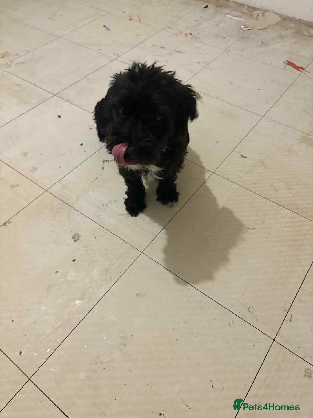 Mixed Breed dogs for sale: Miniature poodle cross terrier - Image 2