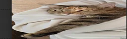 Mixed Breed cats for sale: Looking to re-home - Advert 2
