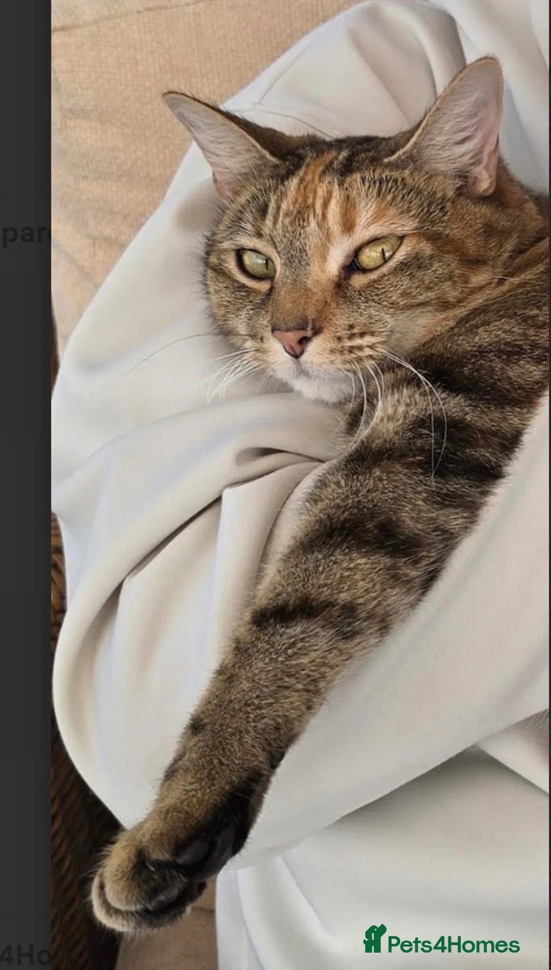 Mixed Breed cats for sale: Looking to re-home - Advert 2