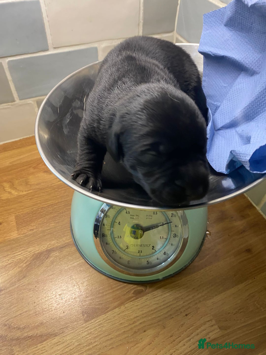 Labrador Retriever dogs for sale: 4 Health checked  Labrador pups  - Image 10