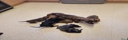 Miniature Dachshund dogs for sale: Miniature chocolate dapple black tan dachshund - Advert 5