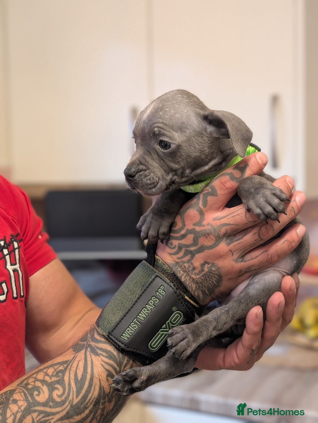 Staffordshire Bull Terrier dogs for sale: Blue/blue&white staffs - Image 31