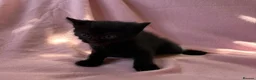Mixed Breed cats for sale: Beautiful kittens  - Advert 3