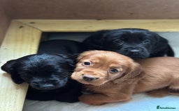 Cocker Spaniel dogs for sale: Upcoming Litter: KC Working Cocker Puppies - Image 16
