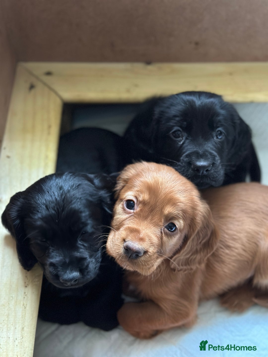Cocker Spaniel dogs for sale: Upcoming Litter: KC Working Cocker Puppies - Image 16