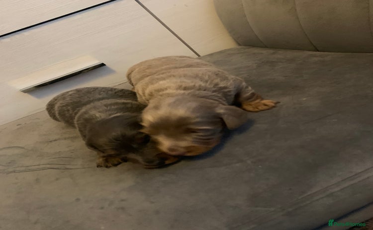 Dachshund dogs - Advert 1