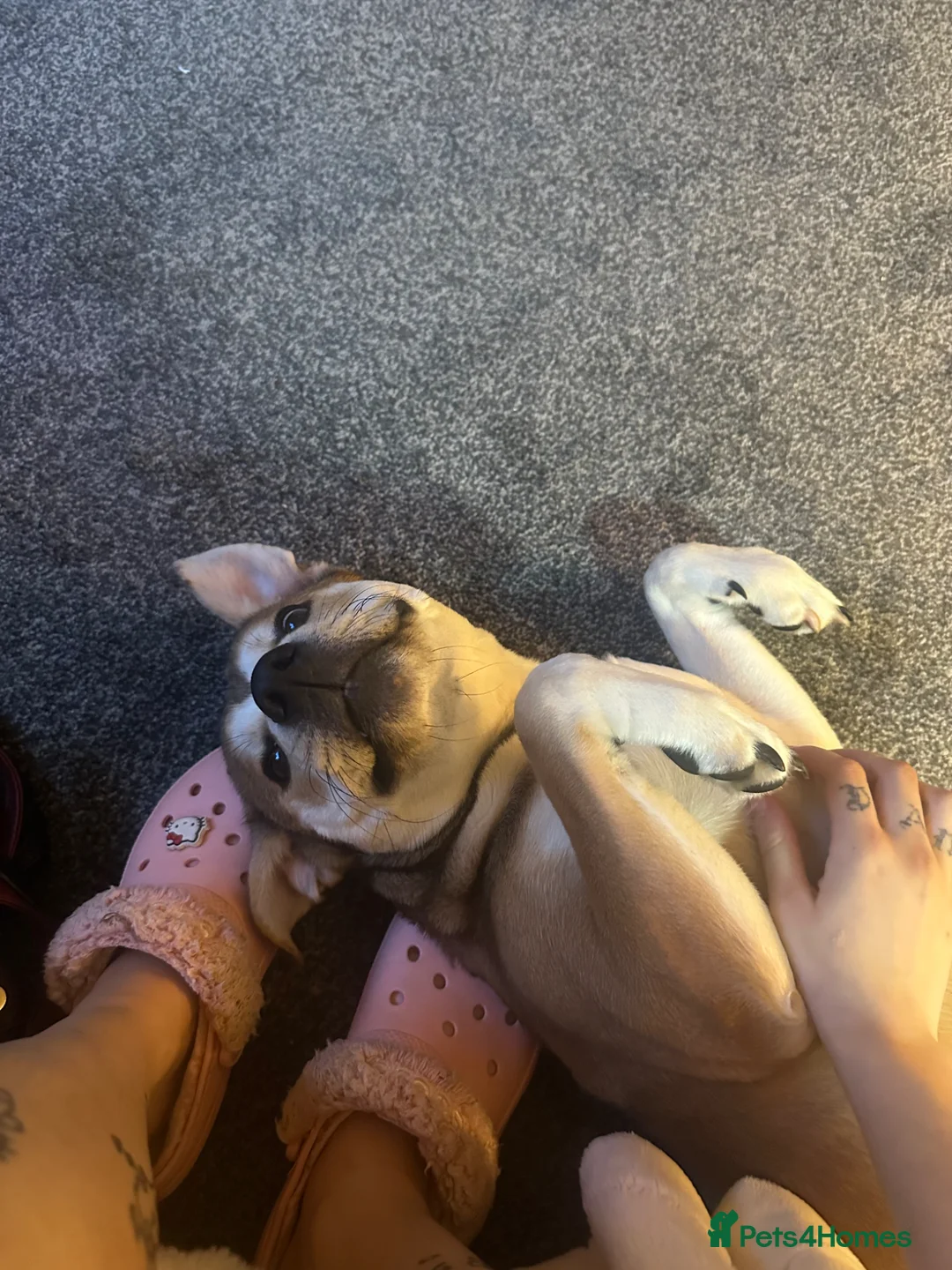 Mixed Breed dogs for sale: 9 month old staffy x Akita mix  - Advert 2
