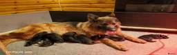 German Shepherd dogs for sale: Long-Coated German Shepherd Puppies  - Advert 1