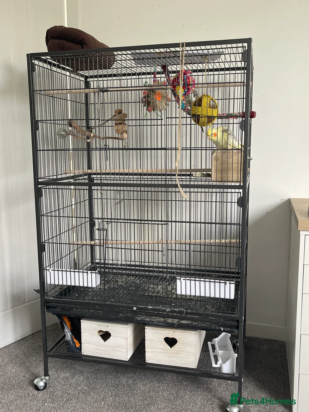 Cockatiels birds for sale: Cocktails for sale - Advert 2