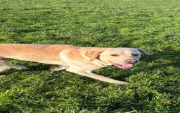 Labrador Retriever dogs for sale: Labrador for sale - Image 4