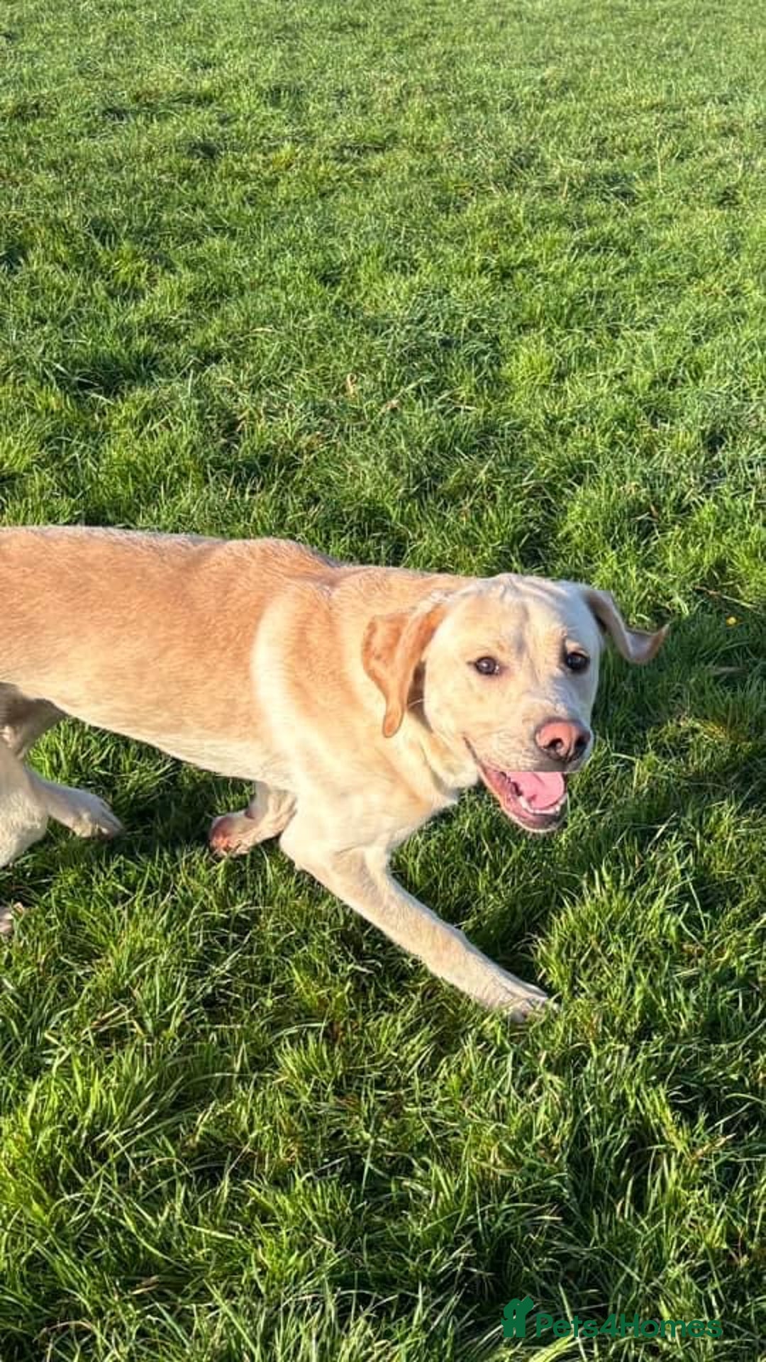 Labrador Retriever dogs for sale: Labrador for sale - Image 4