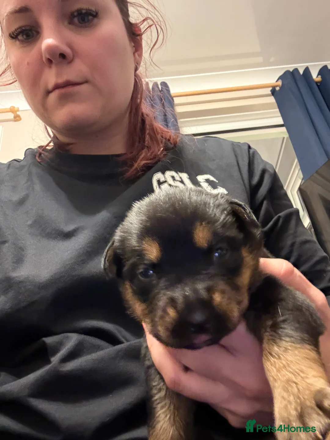 Mixed Breed dogs for sale: Shepweiler Puppies (GSD x Rottie) - Advert 25