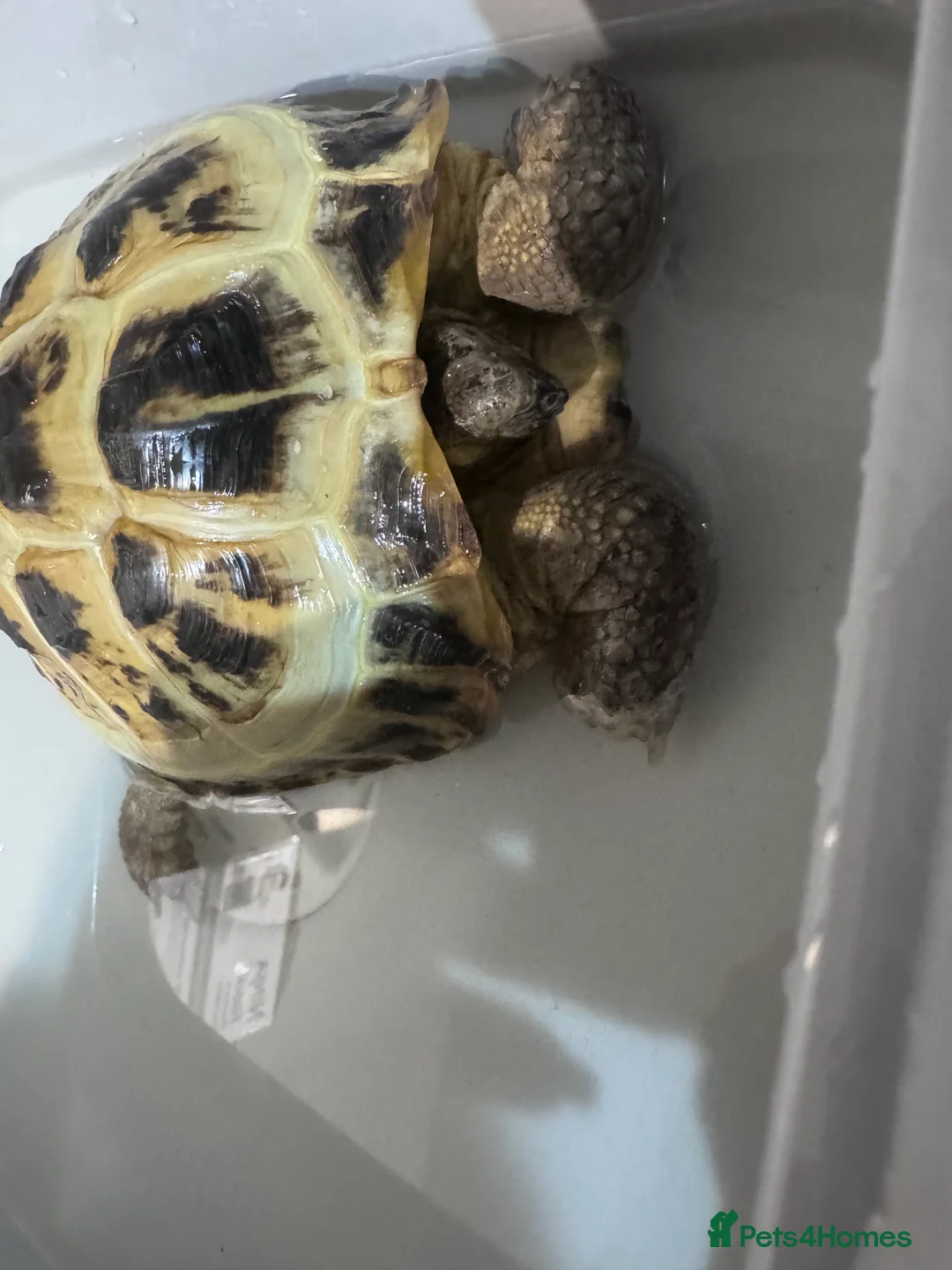 Hermann Tortoise reptiles for sale: Herman tortoise with full set up  - Advert 4