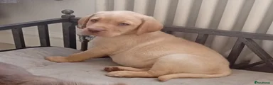 Make 1 red collar 
