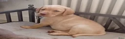 Labrador Retriever dogs for sale: Beautiful KC registered puppies  - Advert 7