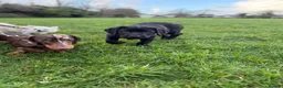 Labrador Retriever dogs for sale: Black Labrador pup - Advert 8