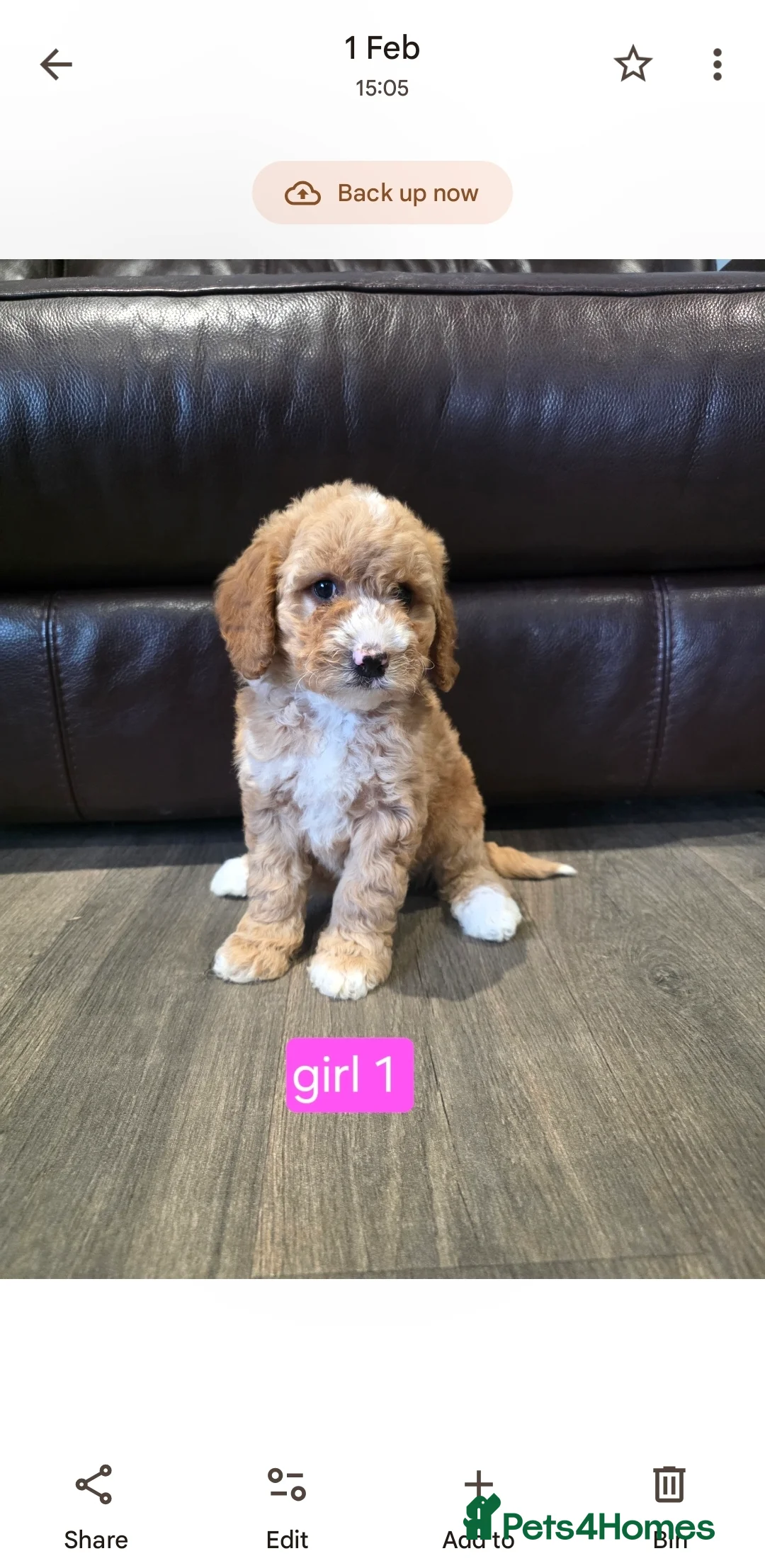 Cockapoo dogs for sale: Adorable Cockapoo pups ready to go 🐾 - Advert 4