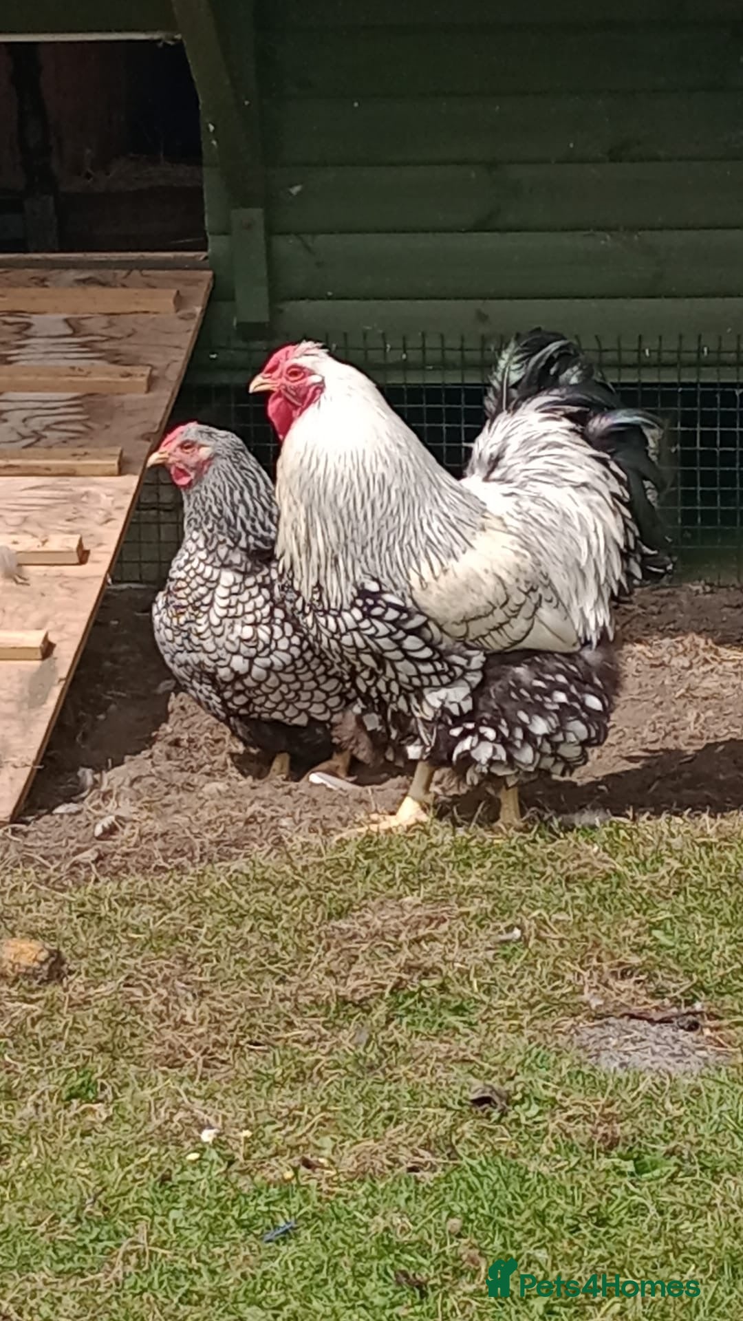 Chickens poultry for sale: Wyandotte pulleys  - Image 7