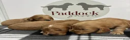 Cockapoo dogs for sale: 🌟 Gorgeous F1 Cockapoo puppies 🌟 - Advert 6