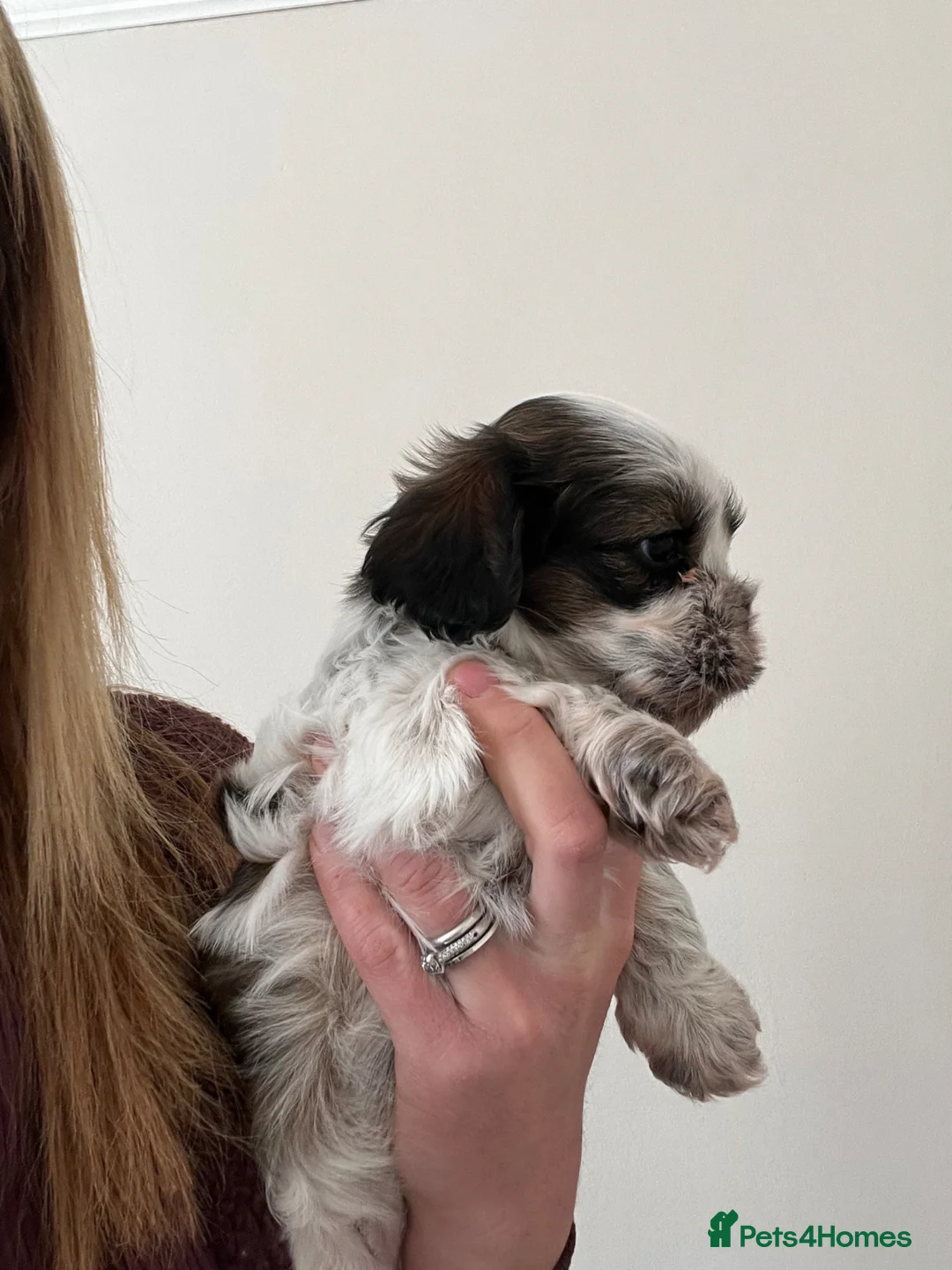 Mixed Breed dogs for sale: Beautiful Shih Tzu puppies  - Advert 5
