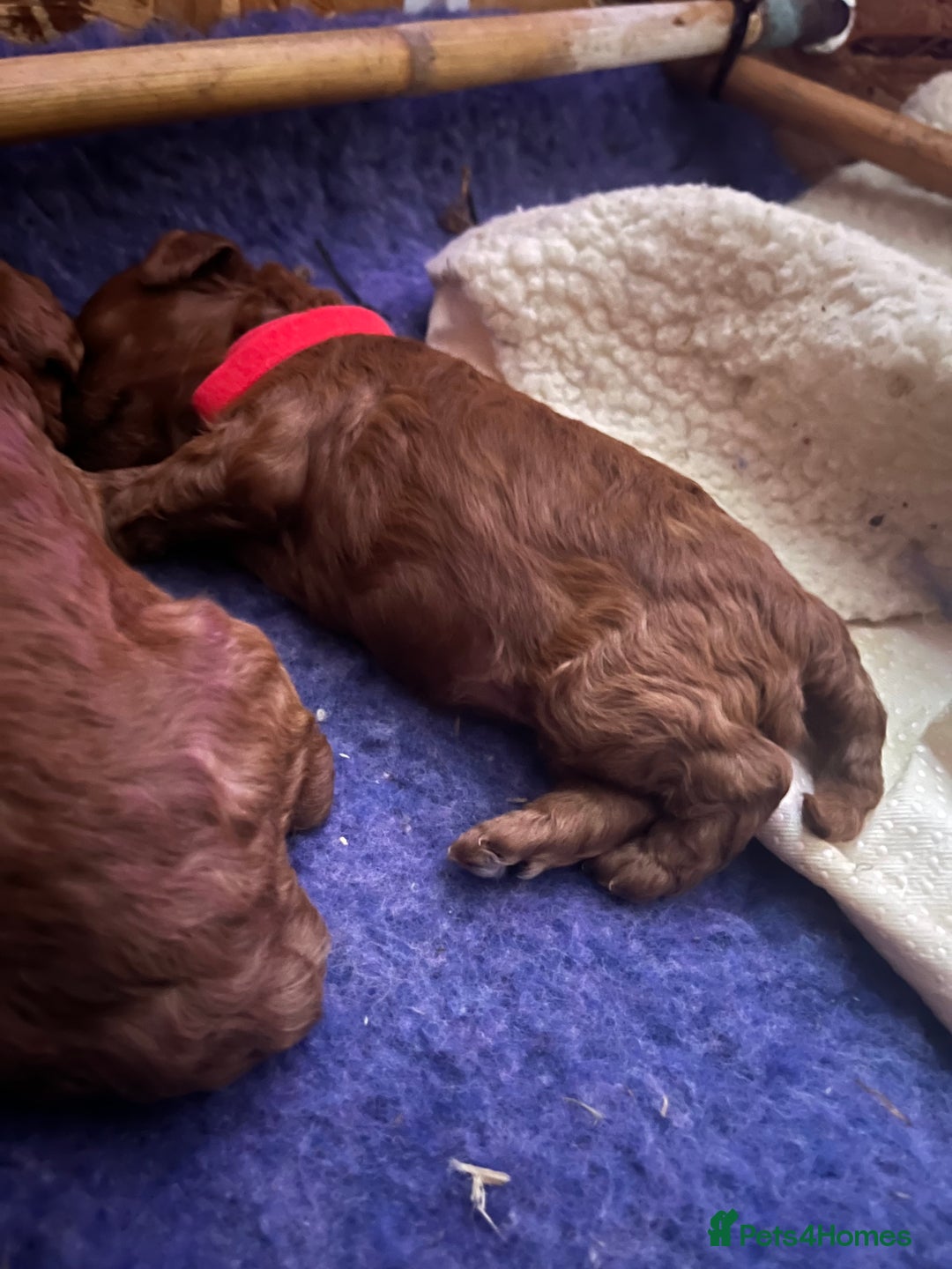 Cockapoo dogs for sale: Gorgeous F1b fox red cockapoo puppies  - Image 8