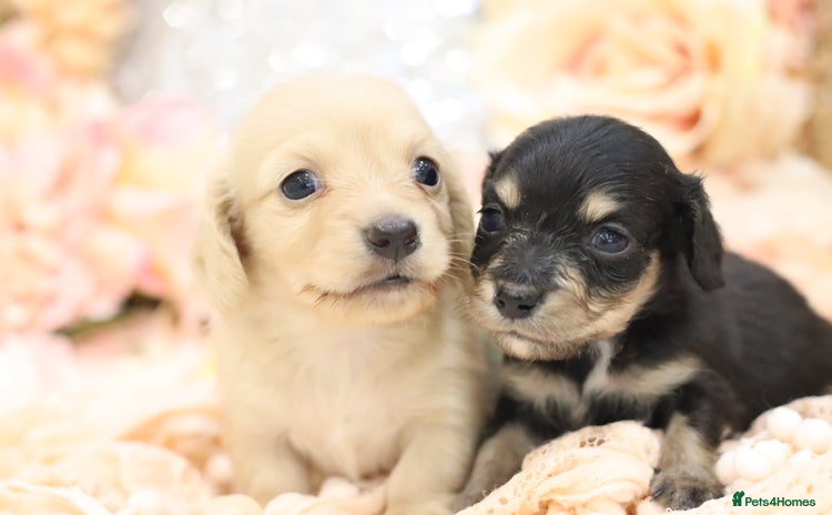 Miniature Dachshund dogs - Advert 3