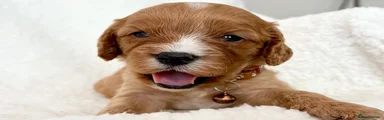 Cavapoo 2