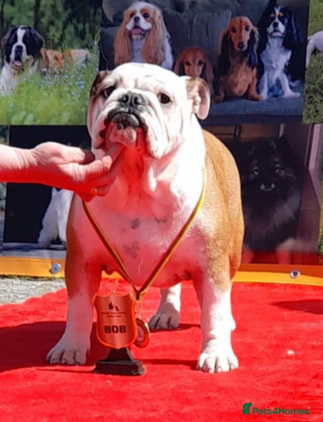 English Bulldog dogs for sale: Show quality english bulldog puppies  - Image 10