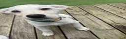 Golden Shepherd dogs for sale: Golden retriever/german shepherd puppy in Leyland - Advert 1