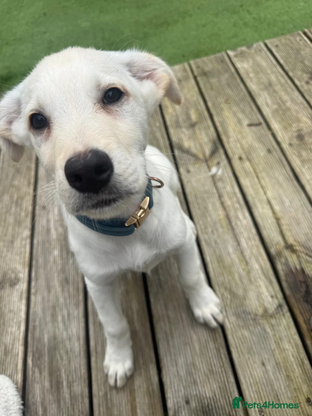Golden Shepherd dogs for sale: Golden retriever/german shepherd puppy in Leyland - Advert 1