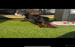 Dobermann dogs for sale: Doberman | Male | 6YO - Image 1