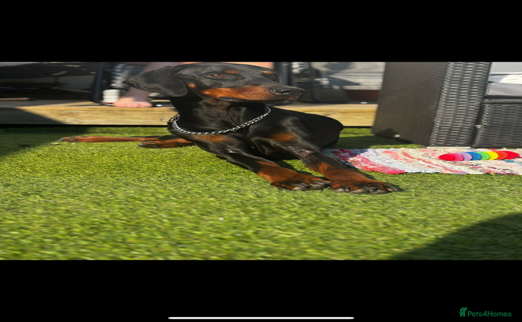 Dobermann dogs - Advert 1