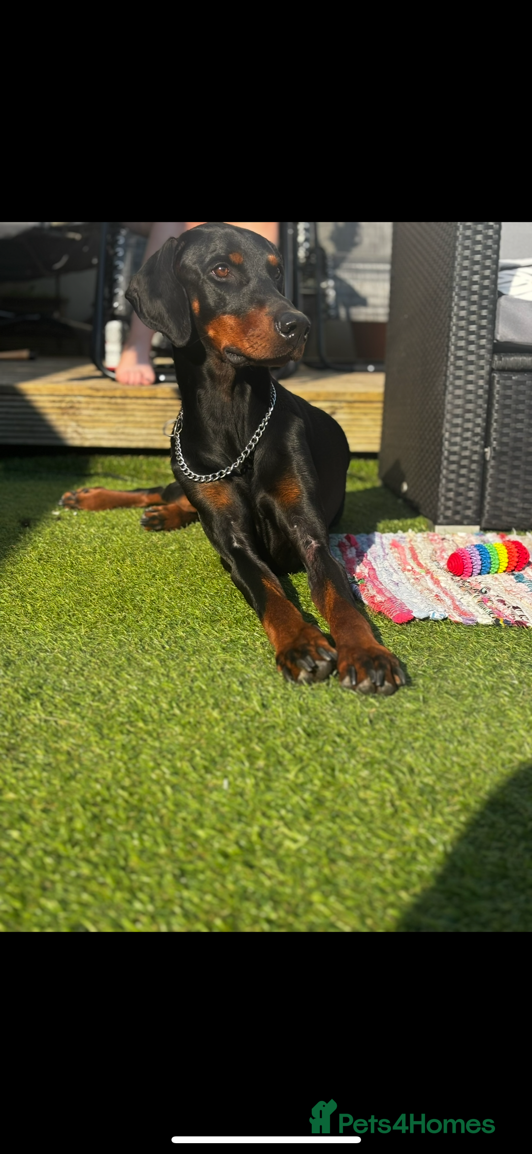 Dobermann dogs for sale: Doberman | Male | 6YO - Image 1
