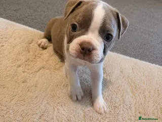 Boston Terrier dogs 🌸 Blossom's Beautiful Bostons 🌸 - Advert 2