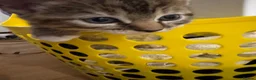 Domestic Shorthair cats for sale: Very cute kitty that likes…. Laundry baskets😝 in Harrow - Advert 10