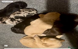 Cocker Spaniel dogs for sale: 2 beautiful cocker spaniels out of a litter of 7 - Image 32
