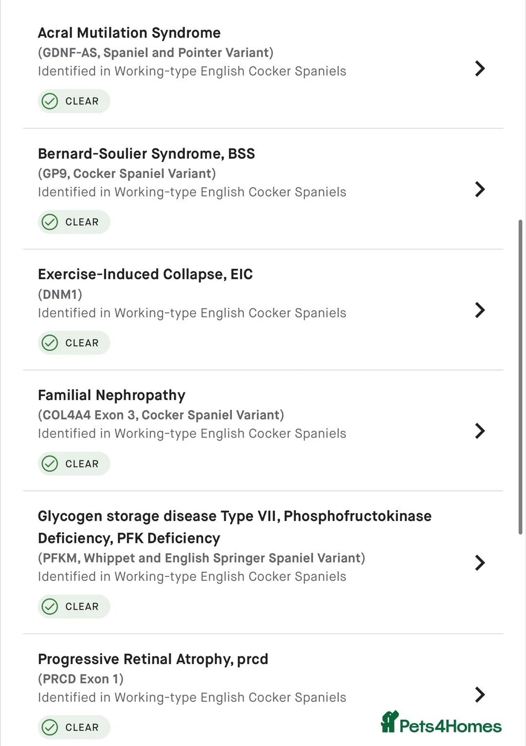 Cocker Spaniel dogs for stud: Merle Cocker Spaniel at stud - DNA tested🧬 in Dudley - Advert 9