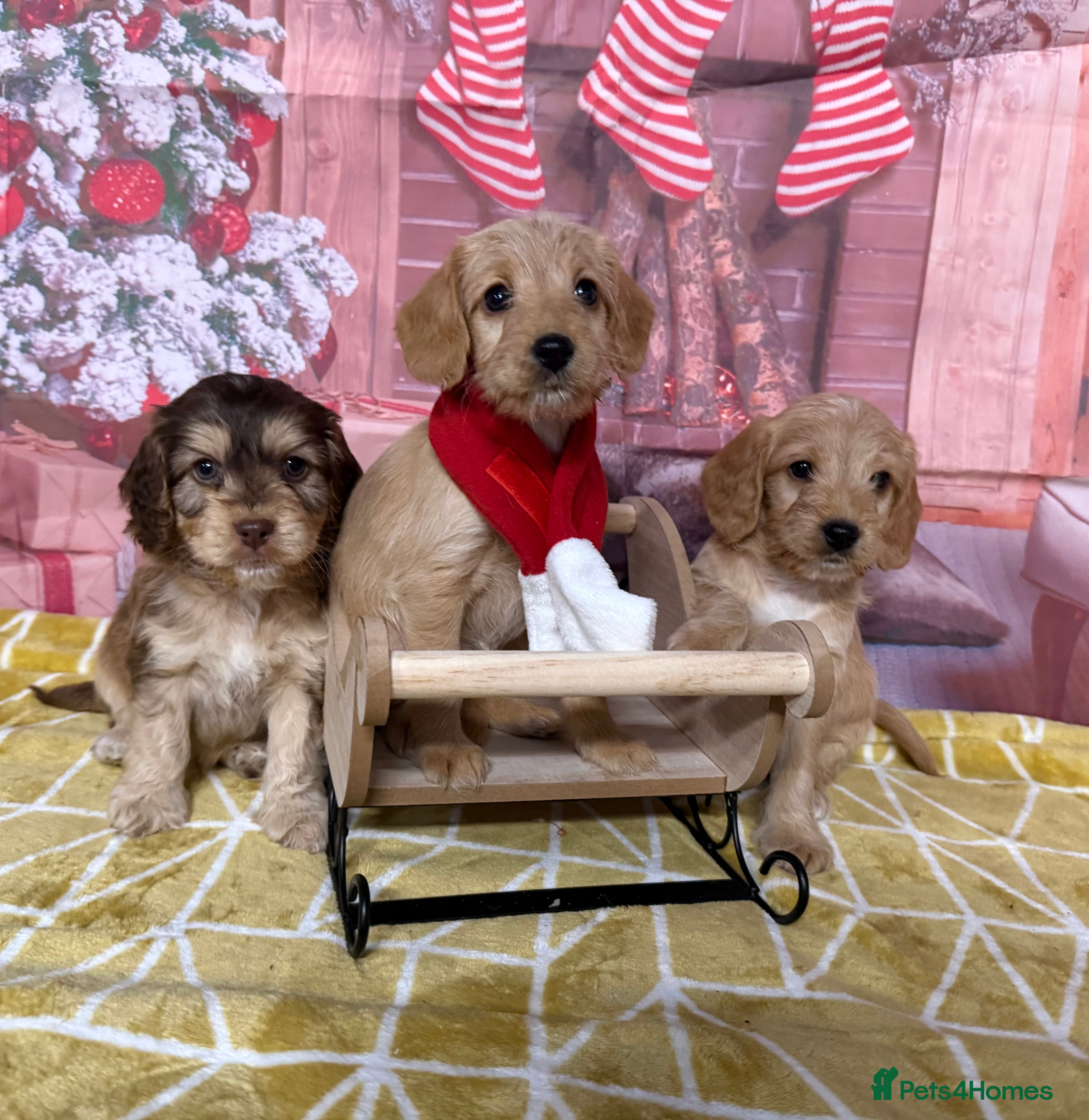 Labradoodle dogs Unique Stunning miniature doodles - Advert 11