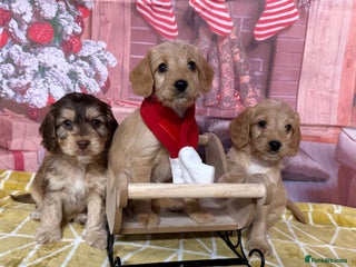 Labradoodle dogs Unique Stunning miniature doodles - Advert 1