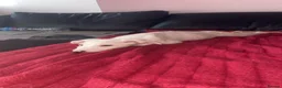 Mixed Breed dogs for sale: Saluki x Dalmatian  in Glasgow - Advert 4