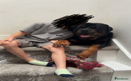 Rottweiler dogs for stud: Rottweiler stud  - Image 2