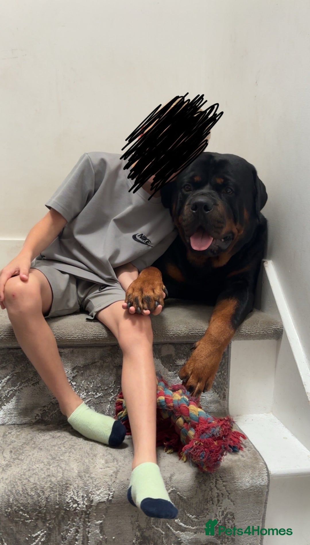 Rottweiler dogs for stud: Rottweiler stud  - Image 2