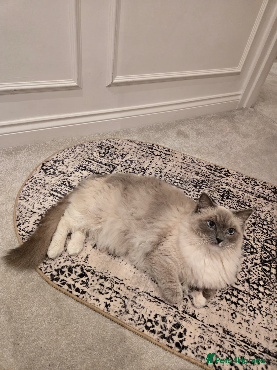Ragdoll cats for sale: Beautiful ragdoll boy 1 year old - Advert 4