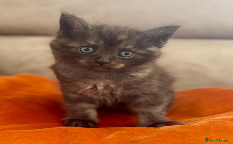 Mixed Breed cats - Advert 7